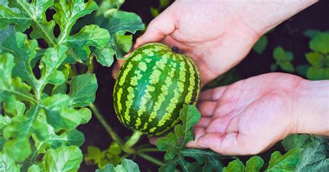 Wie man Melonen pflanzt und züchtet